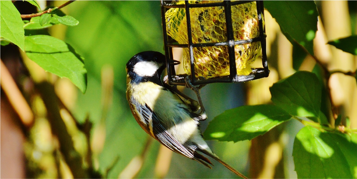 Vögel füttern im Garten oder auf dem Balkon – So geht es richtig!