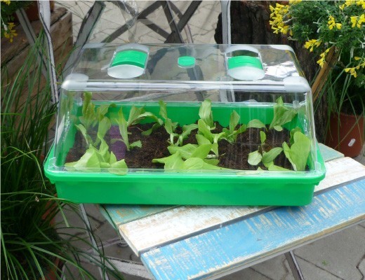 Salat & Gemüse im Mini-Gewächshaus