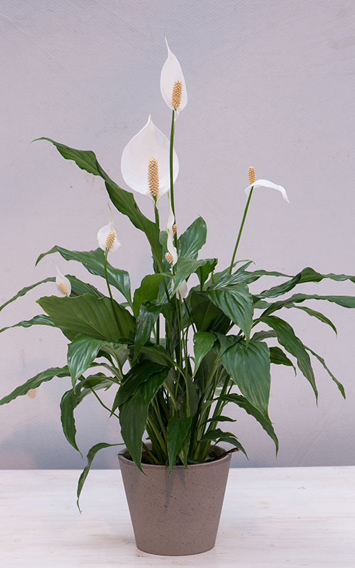 Einblatt – die Zimmerpflanze für gesündere Luft