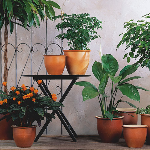 Einblatt – die Zimmerpflanze für gesündere Luft