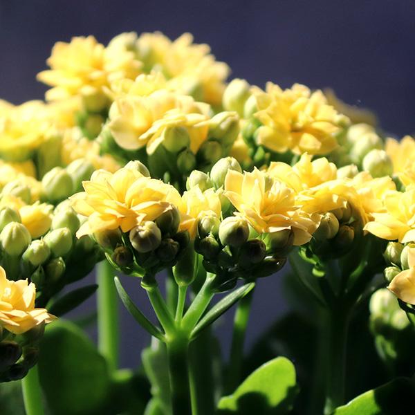Kalanchoe: eine der beliebtesten Zimmerpflanzen