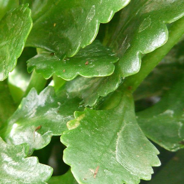 Kalanchoe: eine der beliebtesten Zimmerpflanzen