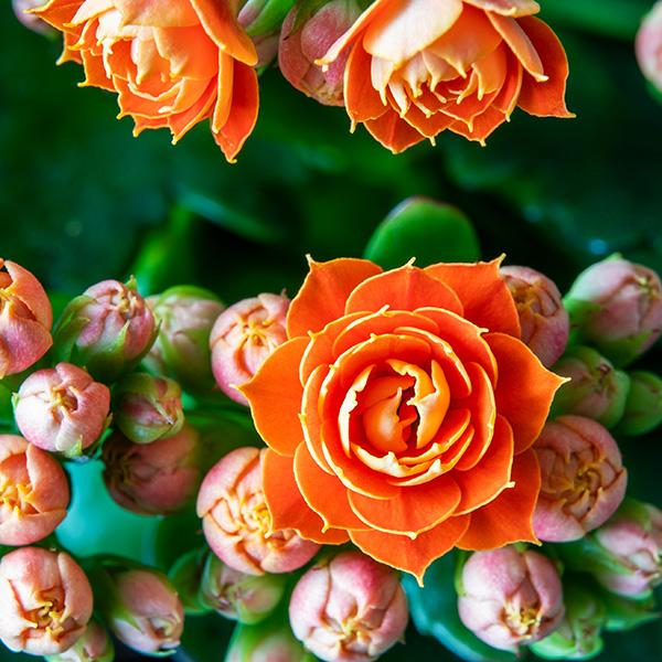 Kalanchoe: eine der beliebtesten Zimmerpflanzen