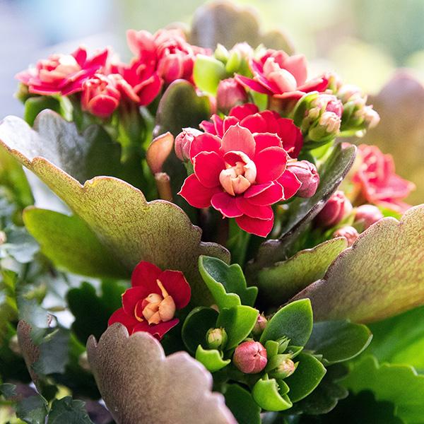 Kalanchoe: eine der beliebtesten Zimmerpflanzen