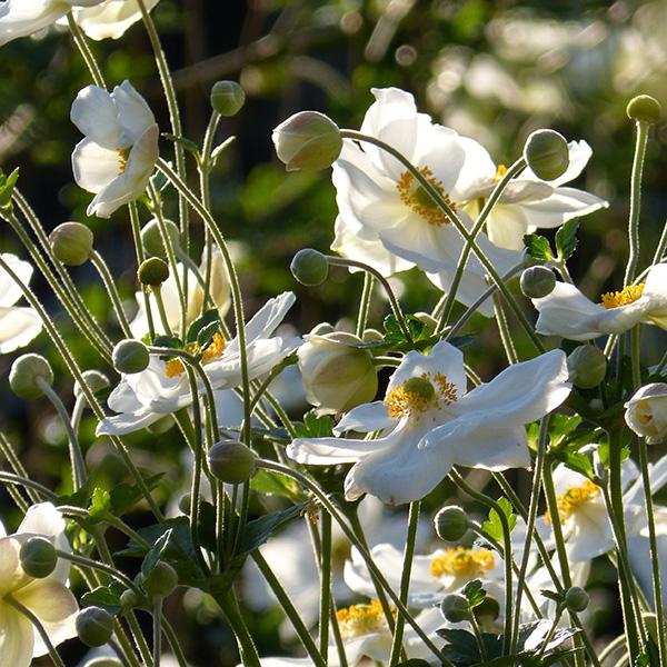 Herbstanemonen: langstielige Blütenwunder