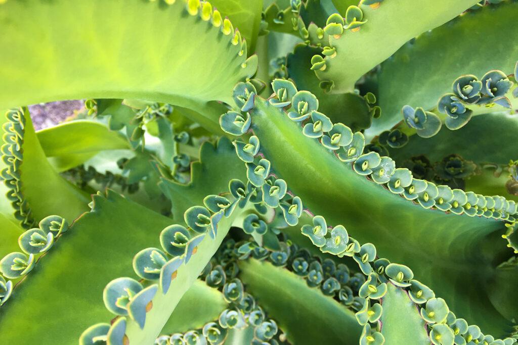 Kalanchoe Brutblatt