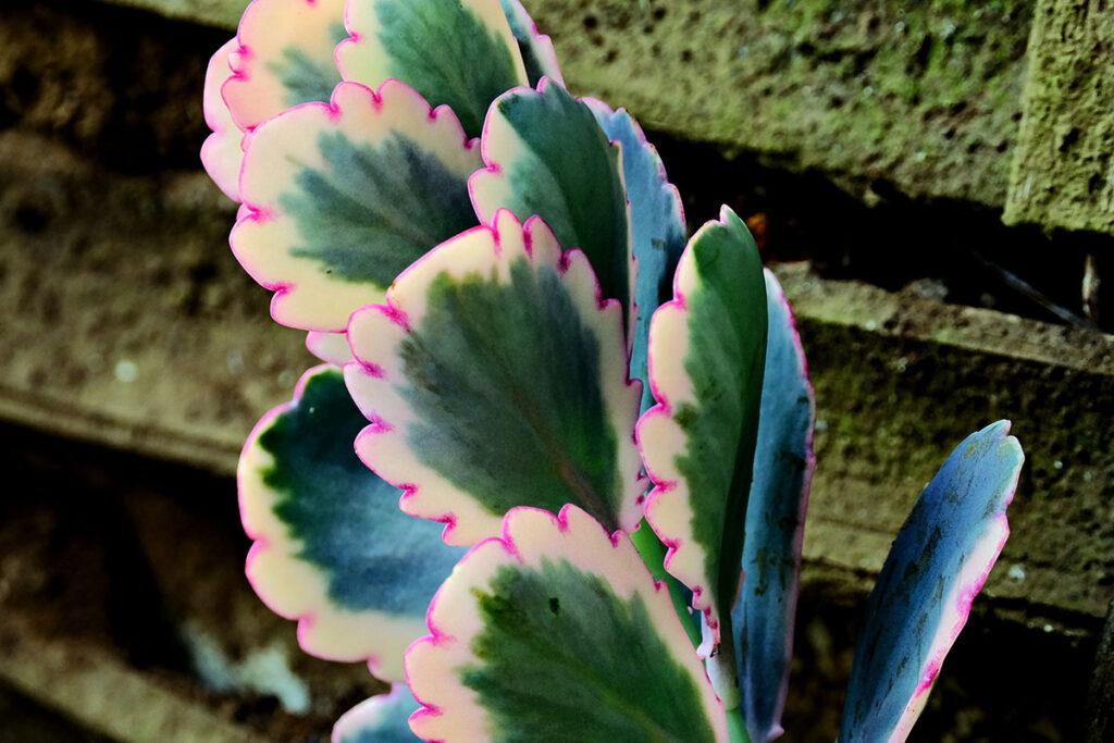 Kalanchoe: eine der beliebtesten Zimmerpflanzen