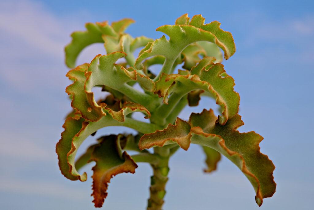 Kalanchoe: eine der beliebtesten Zimmerpflanzen