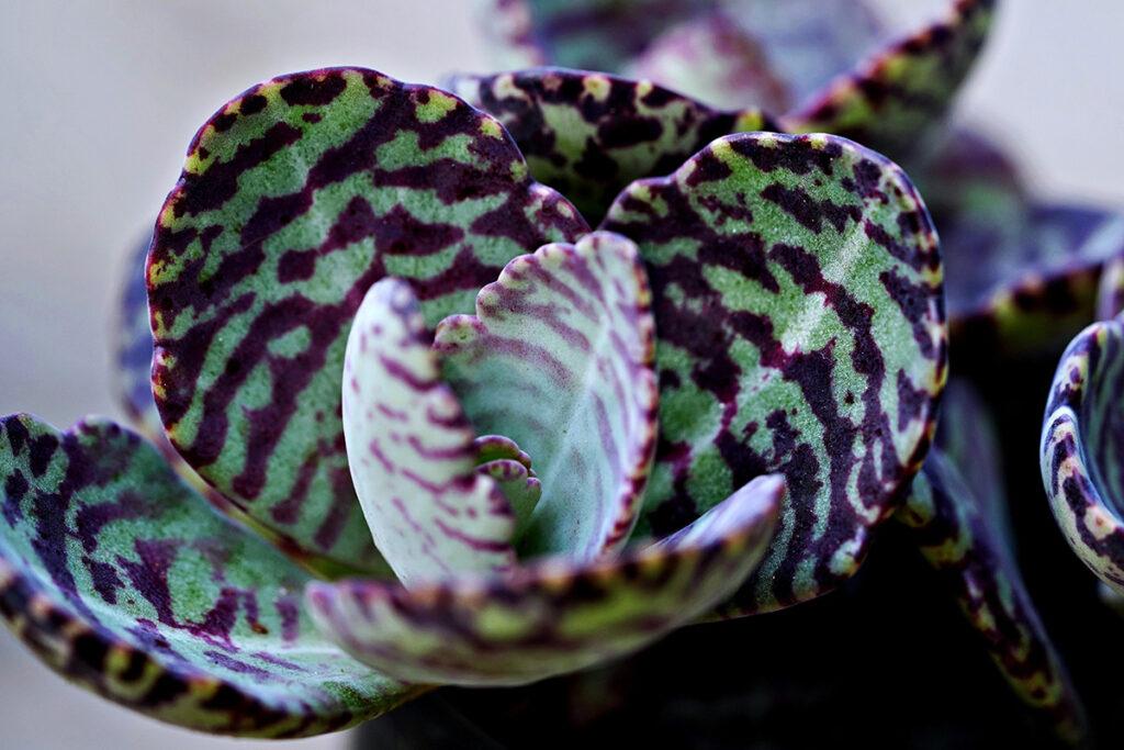Kalanchoe: eine der beliebtesten Zimmerpflanzen