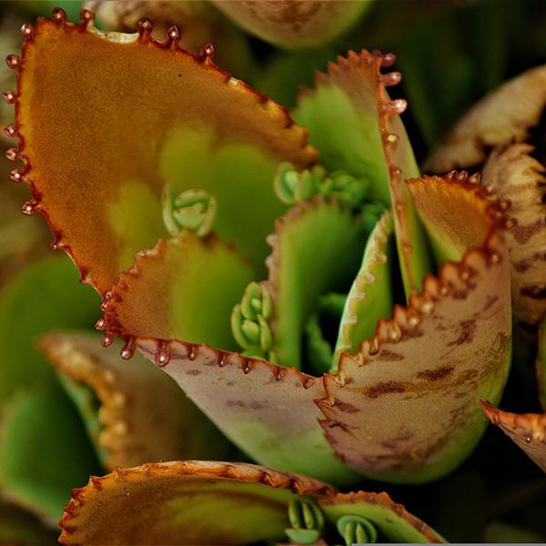 Kalanchoe: eine der beliebtesten Zimmerpflanzen