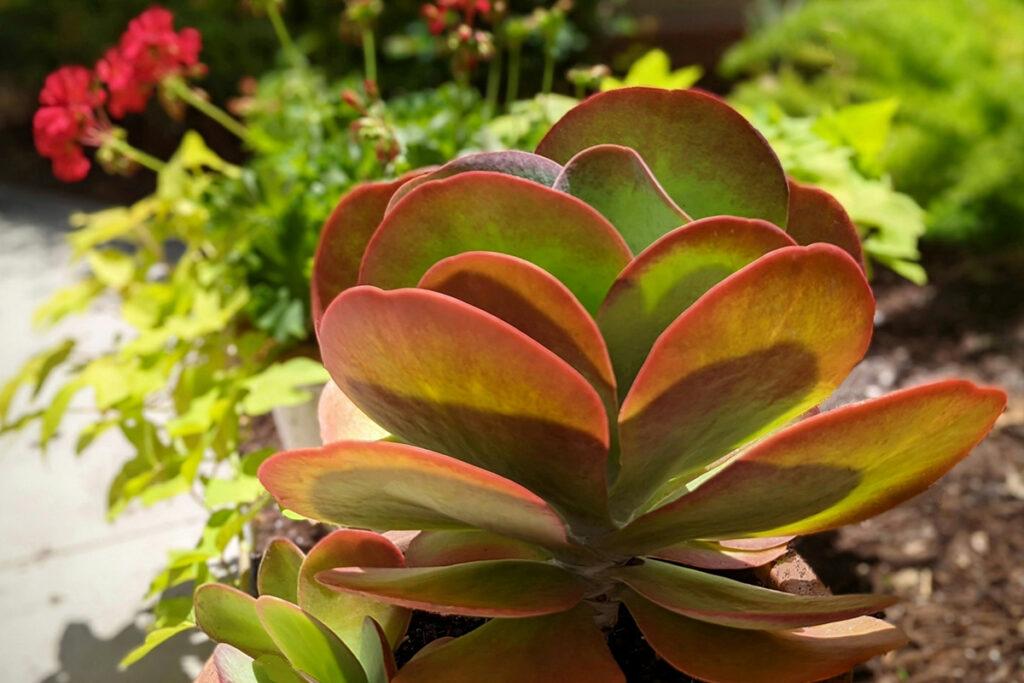 Kalanchoe: eine der beliebtesten Zimmerpflanzen