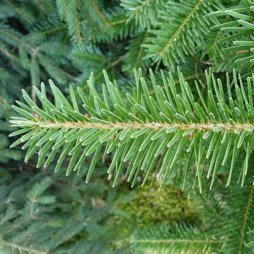 Weiche, dunkelgrüne Nadeln