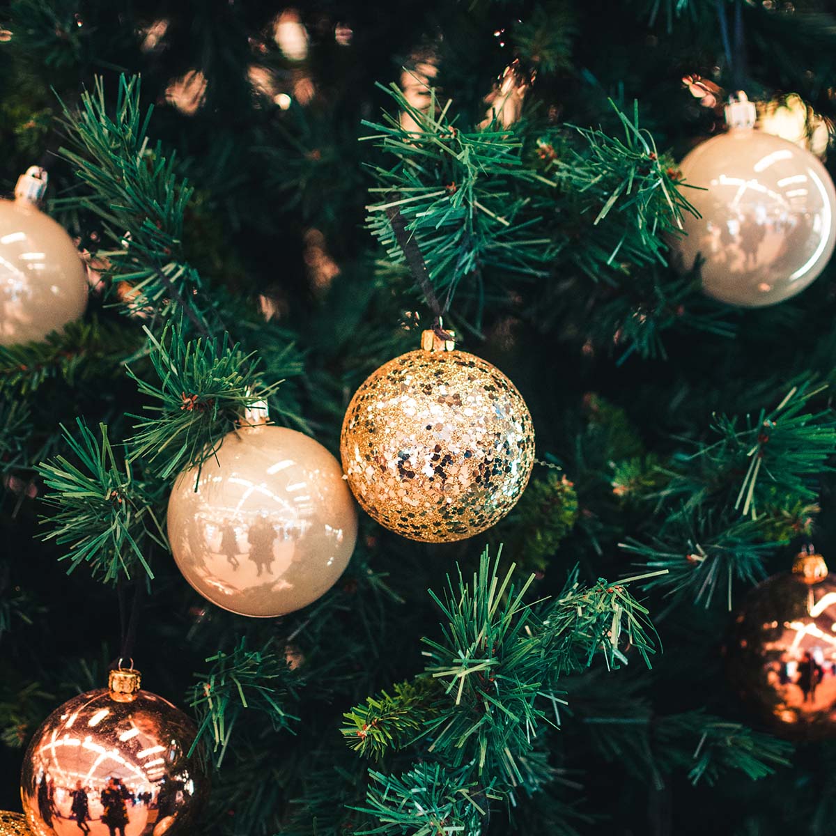 Weihnachtsbaum-Arten! Welche ist richtig für mich?