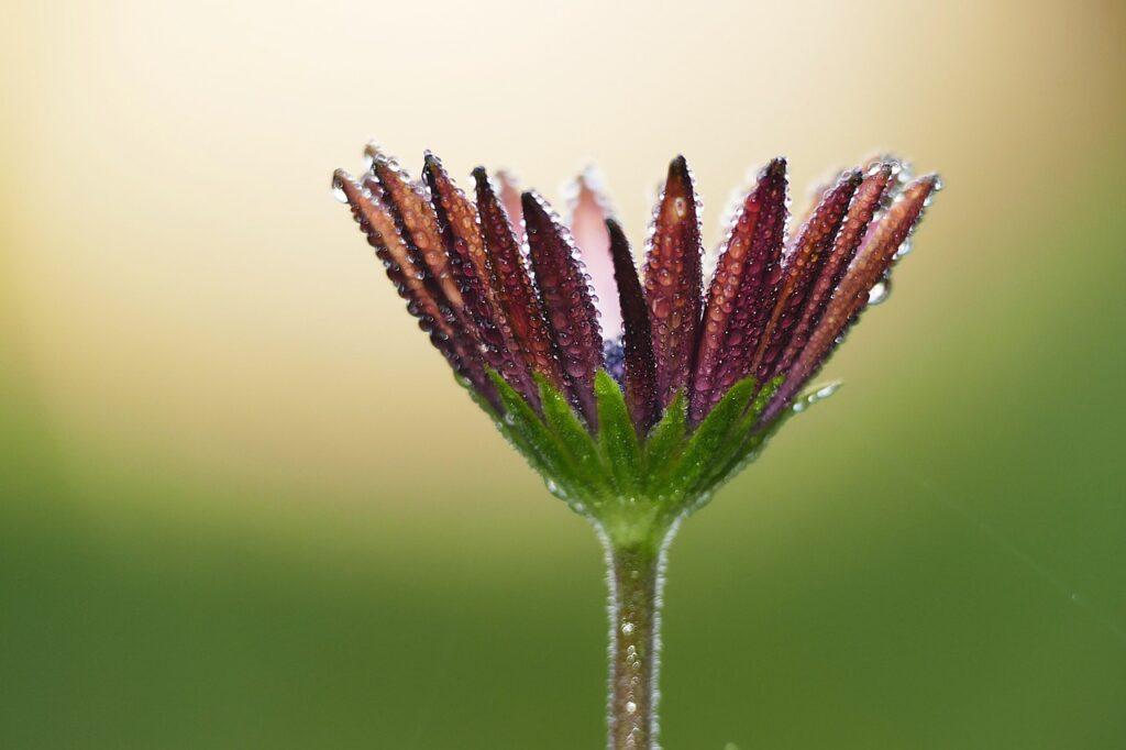 Aktionen Hintergrundbild mit Blume