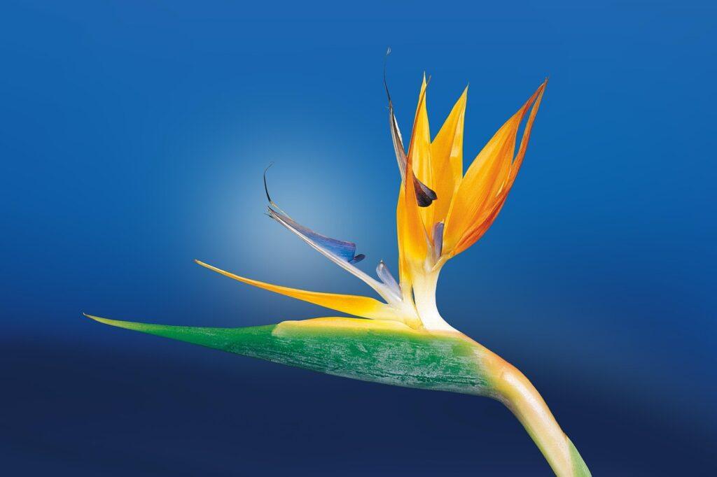 Aktionen Hintergrundbild mit Blume