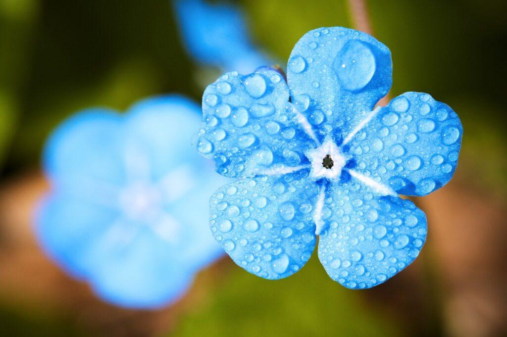 Aktionen Hintergrundbild mit Blume