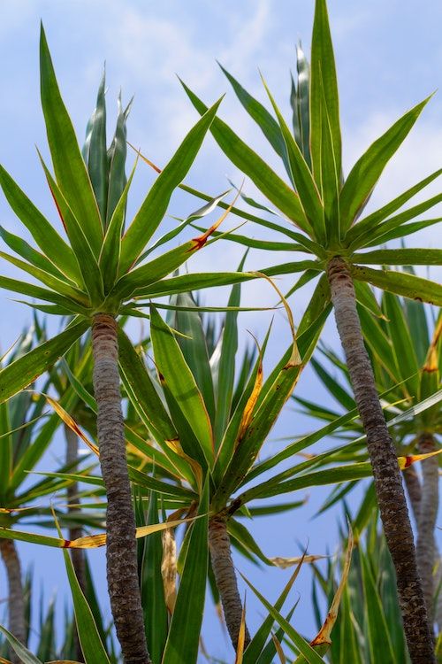 Yucca-Palme – ideale Zimmer­pflanze für Einsteiger