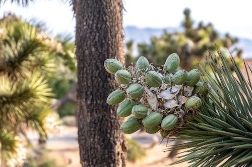 Fruchtkapseln einer Yucca-Palme in der Natur