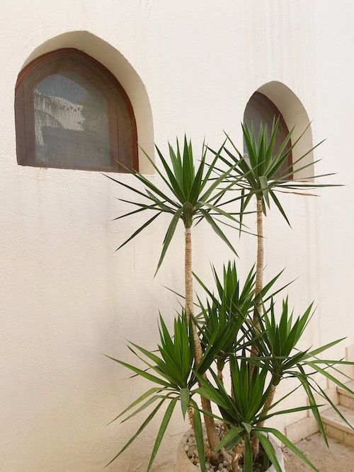 Mehrstämmige Yucca in Hotel-Anlage Mehrstämmige Yucca in Hotel-Anlage