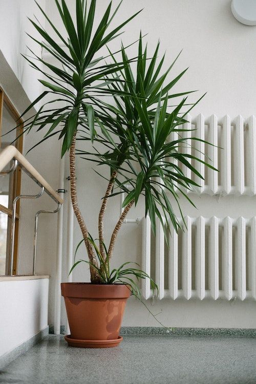Mehrstämmige Zimmer-Yucca Mehrstämmige Zimmer-Yucca