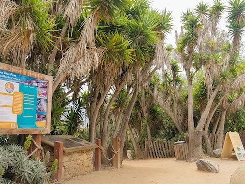 Sehr alte Yuccas in einem Park Sehr alte Yuccas in einem Park