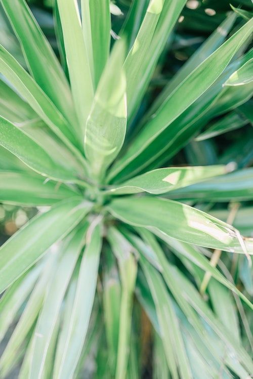 Blattbüschel einer Yucca Blattbüschel einer Yucca