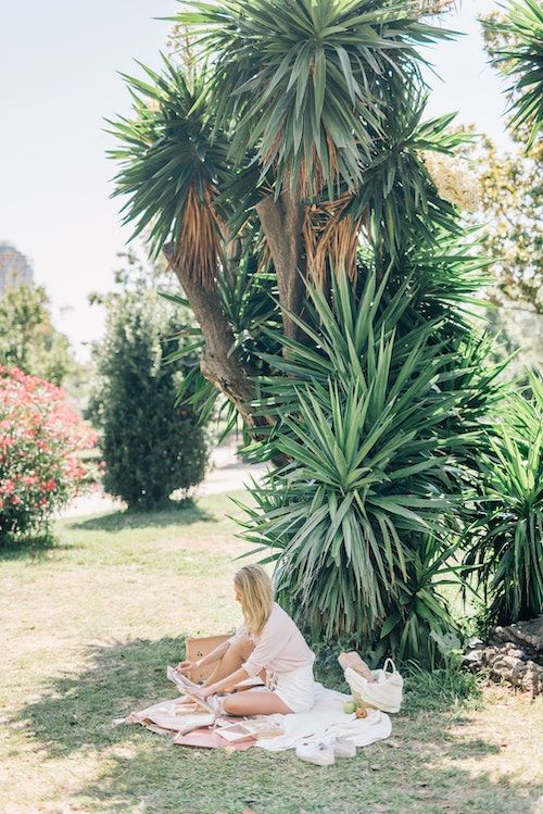 Sehr imposante Yucca in einem öffentlichen Park Sehr imposante Yucca in einem öffentlichen Park
