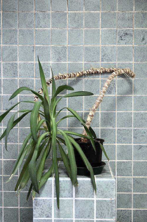 Yucca mit überlangem Trieb Yucca mit überlangem Trieb