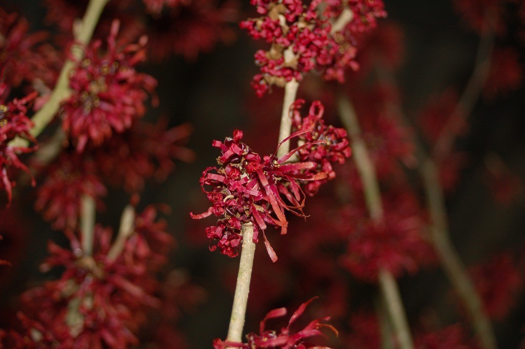 Hamamelis rot