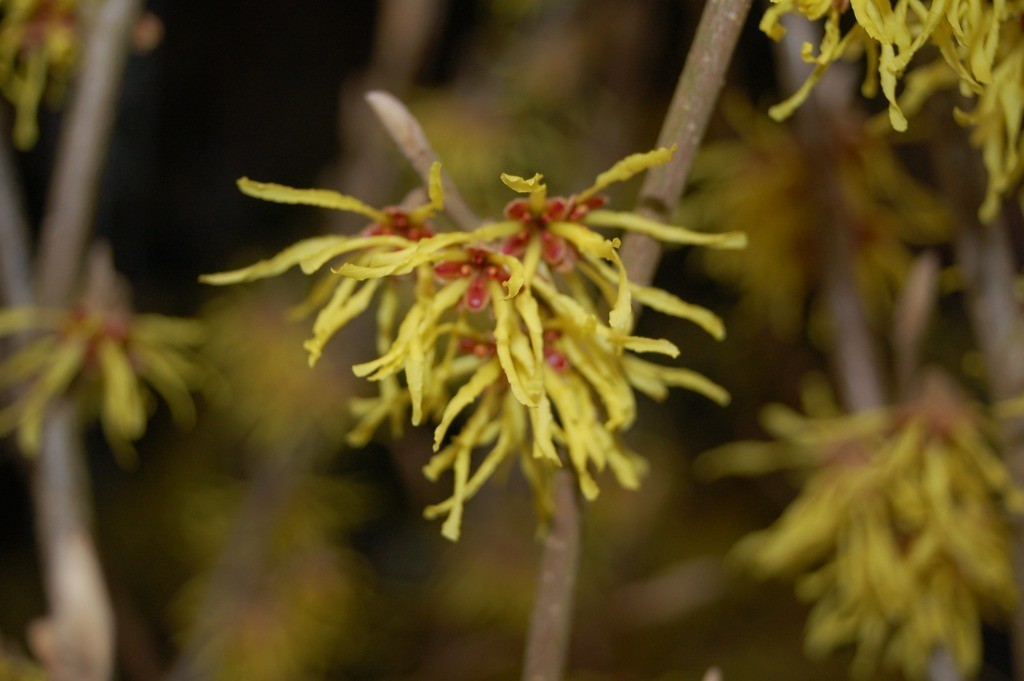 Hamamelis gelb