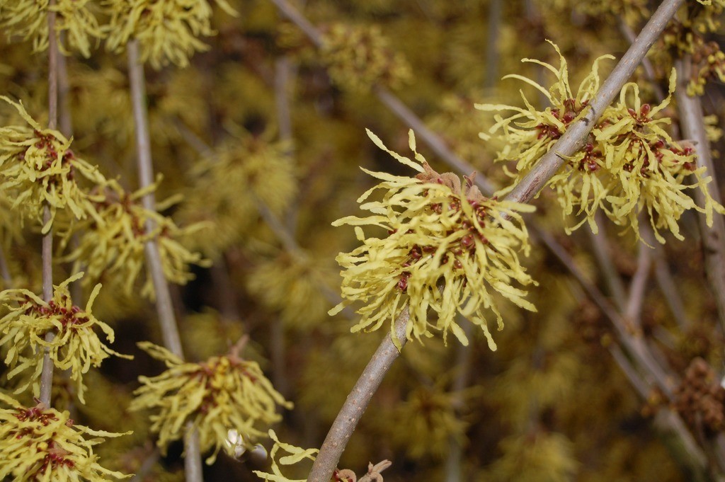 Hamamelis gelb