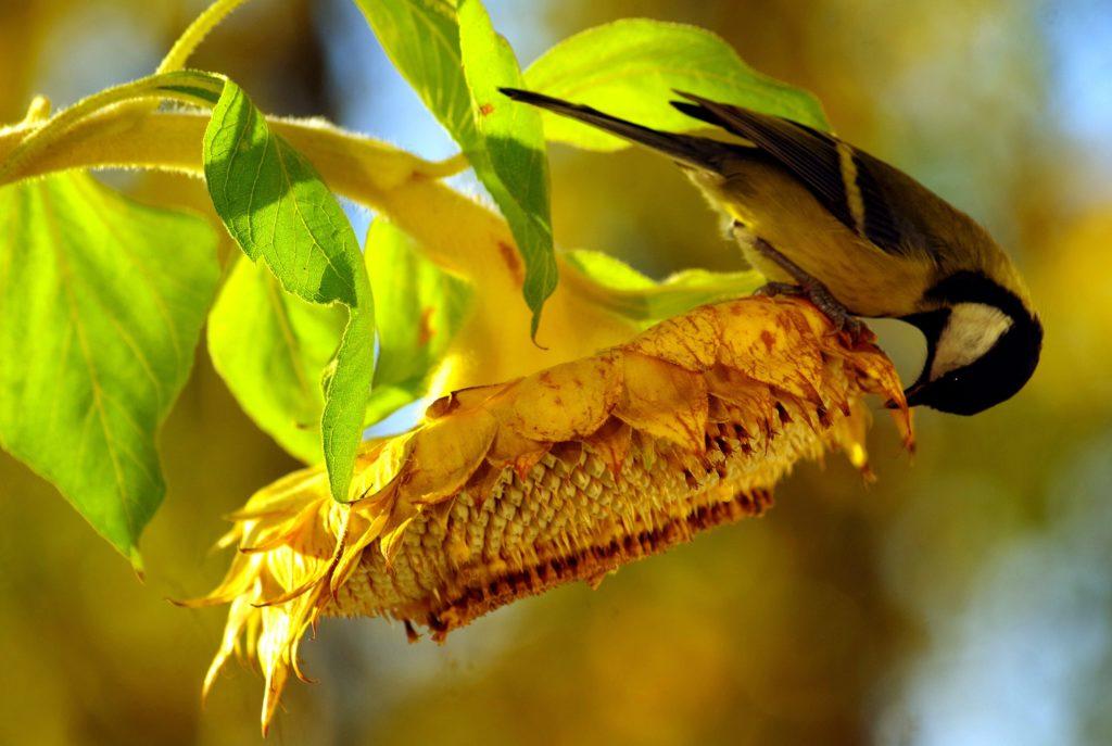 Vogel an Sonnenblume