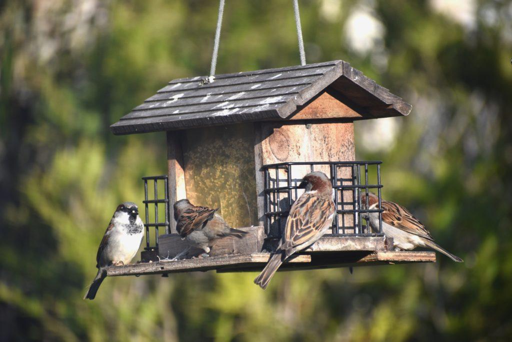 Vögel an Futterhaus