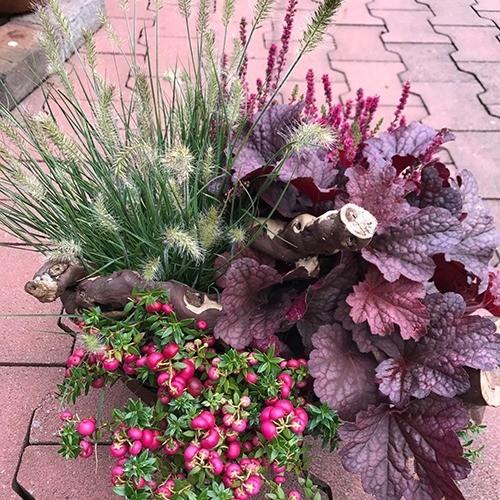 Schale mit Heuchera, Ziergras und Erika