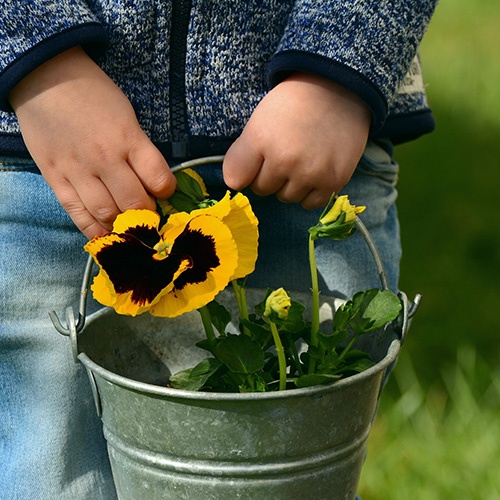 Stiefmütterchen mit großen Blüten