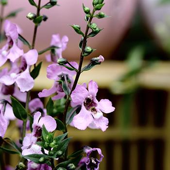 Angelonia: heiliges Engelsgesicht