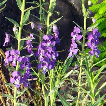 Angelonia: heiliges Engelsgesicht