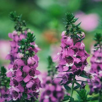Angelonia: heiliges Engelsgesicht