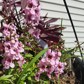 Angelonia: heiliges Engelsgesicht