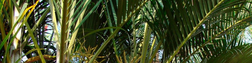 Schöner Wohnen mit Areca-Palmen