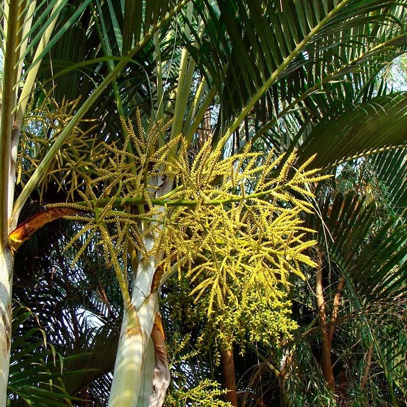 Schöner Wohnen mit Areca-Palmen