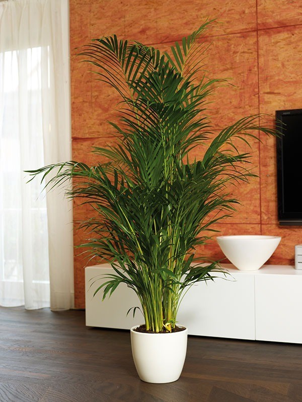 Schöner Wohnen mit Areca-Palmen