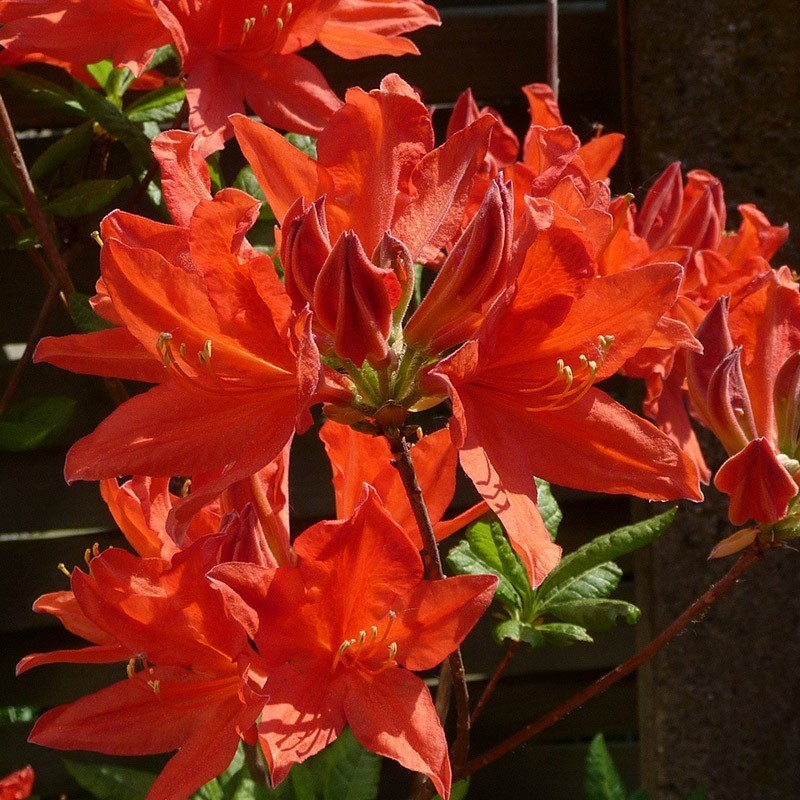 Rote Azalee
