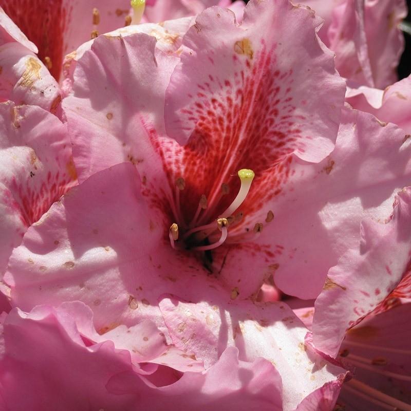 Pinke Azalee