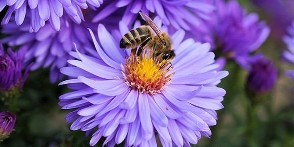 Ihr Garten als Bienenparadies