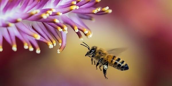 Wilrdbienen