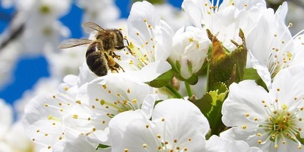 Wildbienen
