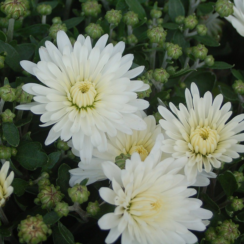 Chrysanthemen: Helden der kalten Jahreszeit