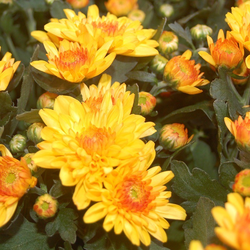 Chrysanthemen: Helden der kalten Jahreszeit