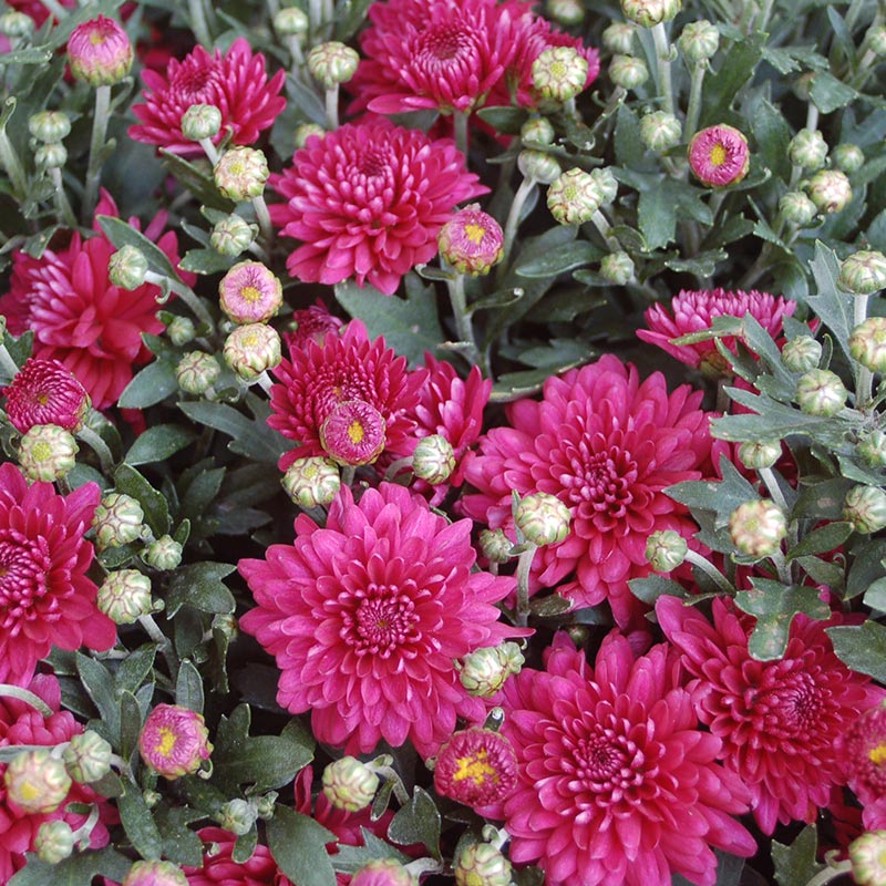 Chrysanthemen: Helden der kalten Jahreszeit